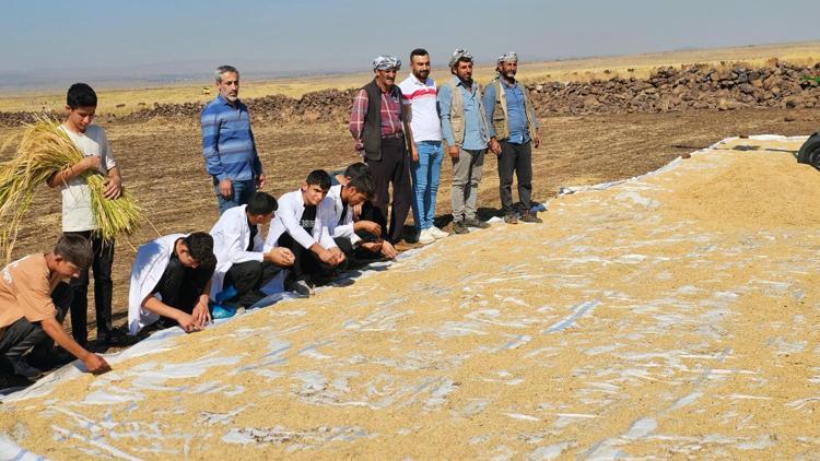 Liseli tarım öğrencilerine uygulama; Karacadağ pirinci hasadı