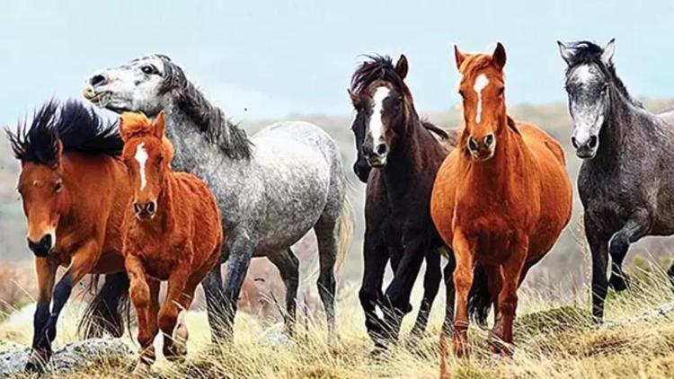 At eti haram mı At tek tırnaklı mı İşte merak edilen soruyla ilgili Diyanetin yanıtı