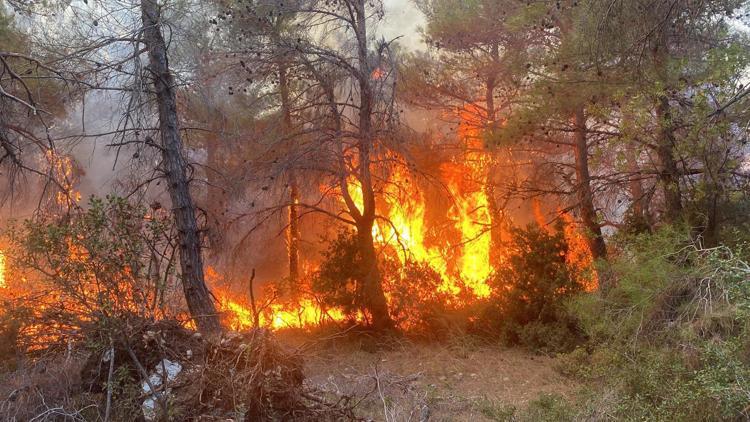 Çanakkale’de orman yangını