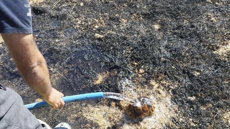 Hatay’da itfaiye ekipleri, kaplumbağayı yangından kurtardı