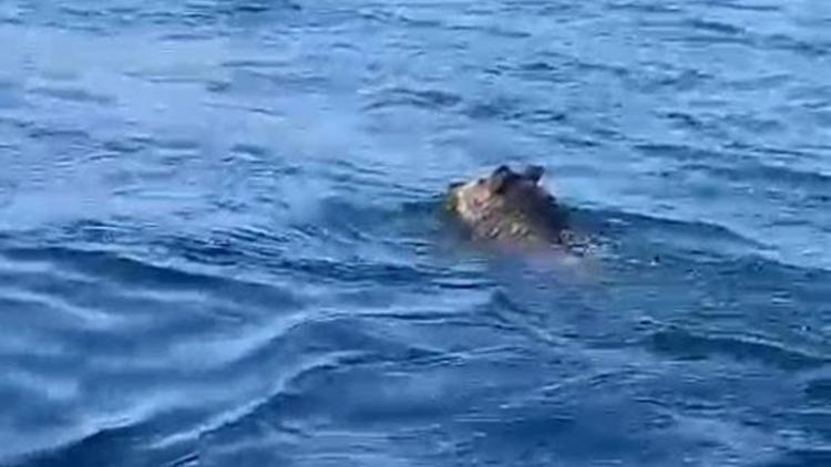 Balıkçı şaşkına döndü: Palamuta geldik, domuz bulduk