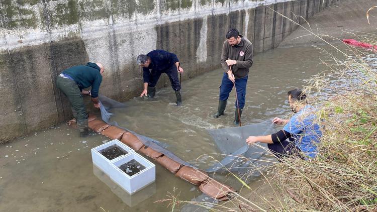 Su seviyesi düşen kanaldaki 3 bin yavru balık kurtarıldı