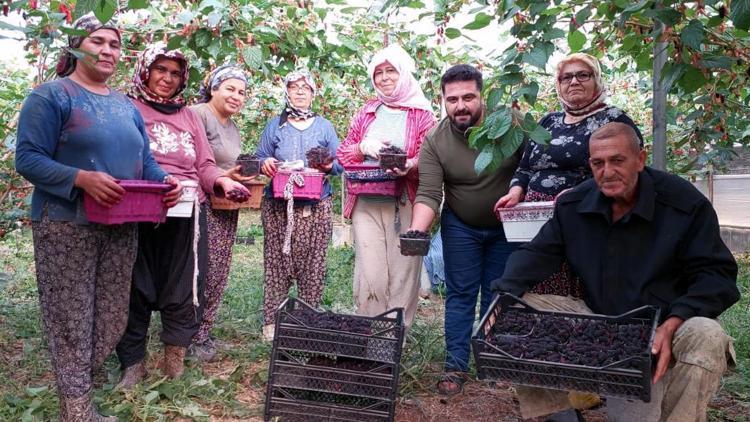 Silifke de örtü altı dut hasadı başladı: Kilosu 200 liradan alıcı buluyor