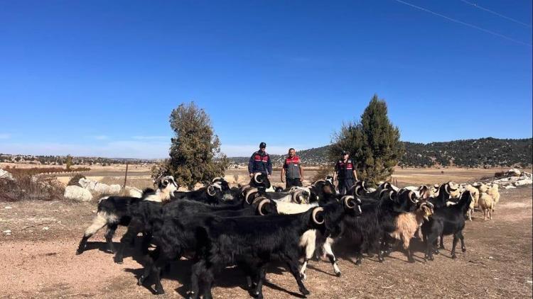 Kaybolan keçileri jandarma buldu