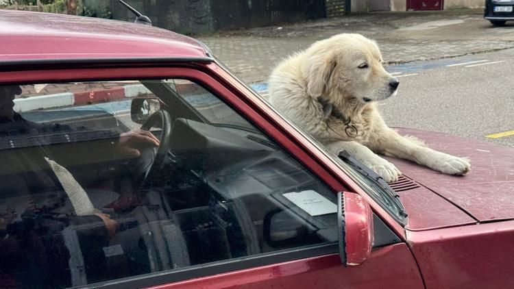 4 yıl önce sahiplendiği ‘Binnaz’ı, otomobilin üzerinde gezdiriyor