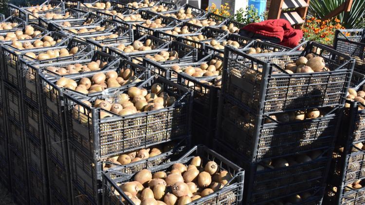 Tescilli Ordu kivisinin hasadı başladı