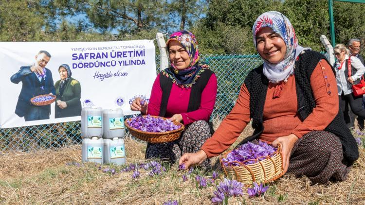 Yenişehir’de safran üretimi dördüncü yılına girdi