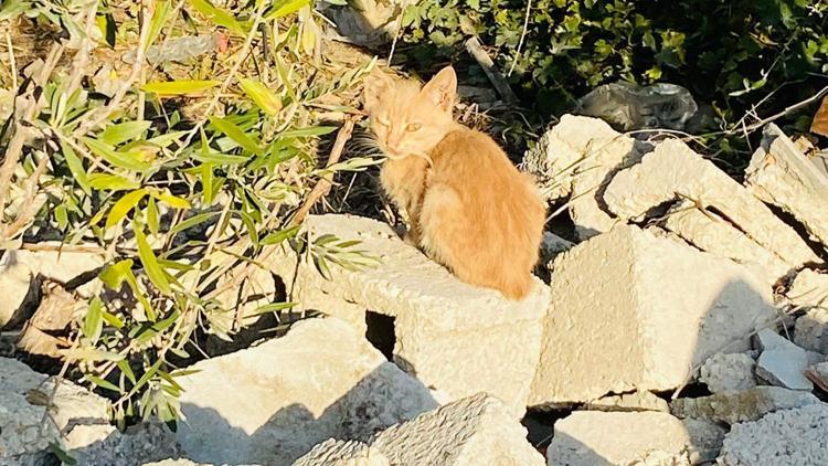 Boruya sıkışan yavru kedi kurtarıldı