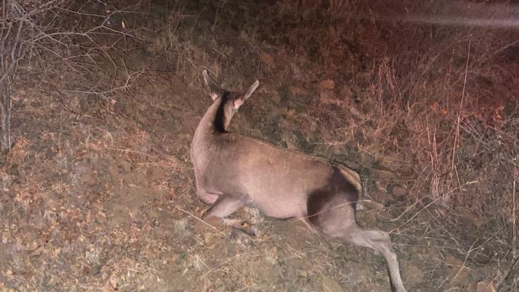 Beypazarında yol kenarında bulunan yaralı geyik tedavi altına alındı