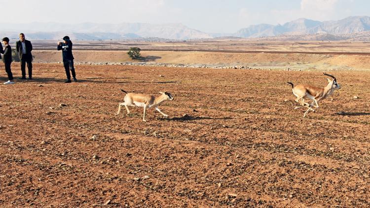 Cudi Dağı’nın yeni misafirleri... 30 ceylan doğaya bırakıldı