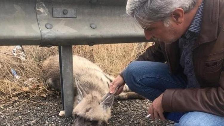 Şanlıurfada nesli tükenme tehlikesi altındaki çizgili sırtlan öldü