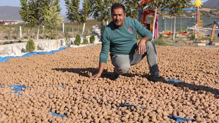 7 yıl önce başlayan çalışmayla Denizlide hedef ceviz üretiminde zirve