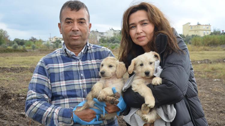 Öldürülen köpeğin bir yavrusu daha sağ bulundu