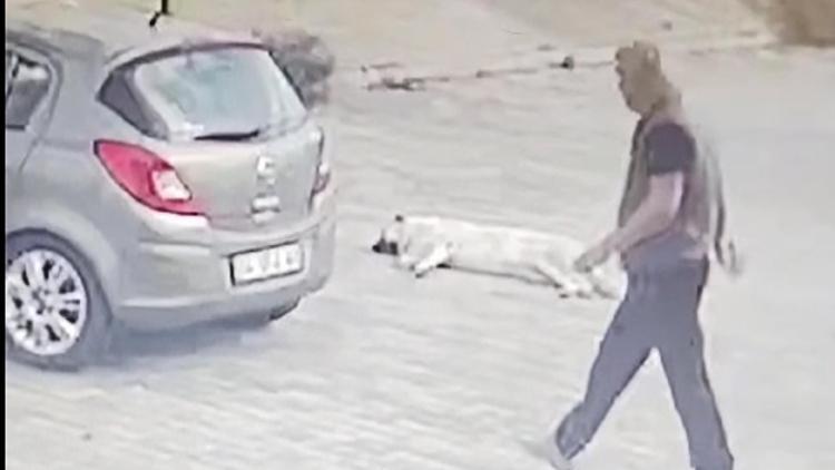 Köpeğin üzerinden geçip yoluna devam etti; o anlar kamerada