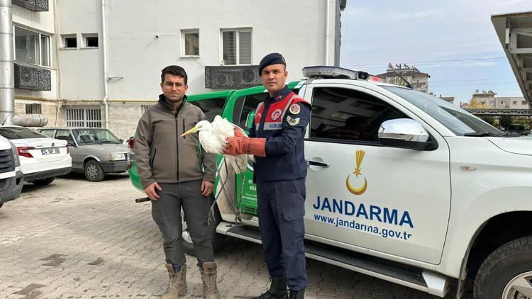 Kilis’te, yaralı balıkçıl kuş tedaviye alındı