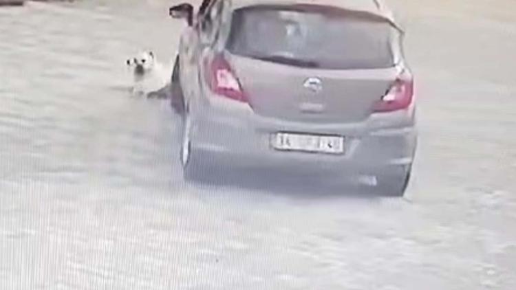 Yolda yatan köpeği ezen sürücü yakalandı