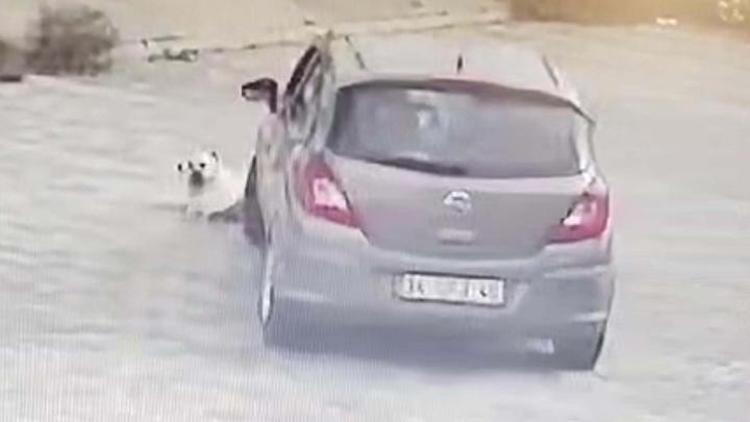 Bodrumda yolda yatan köpeği ezmişti 10 saatlik kamera kaydı incelenerek yakalandı