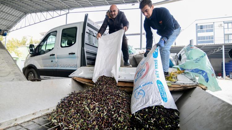 Bornovada zeytin üreticilerine lojistik destek