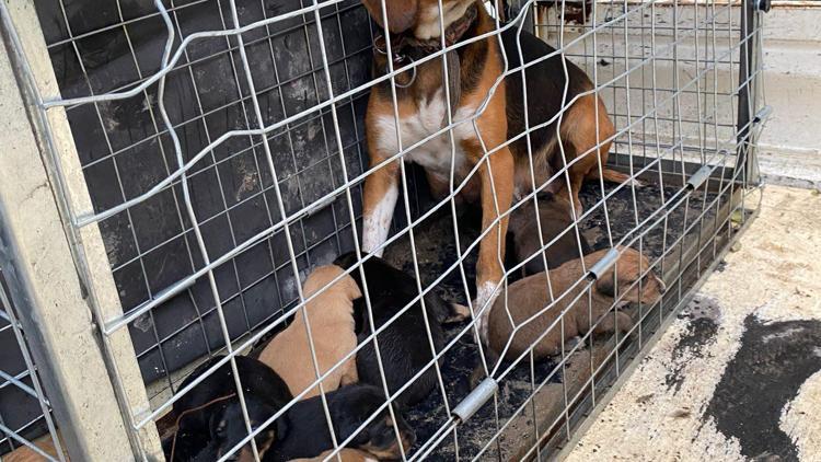 Domaniç’te saldırgan köpek barınağa alındı