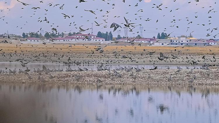 Diyarbakırda Kabaklı Göleti’nde binlerce kuşun bir arada uçuşu kamerada