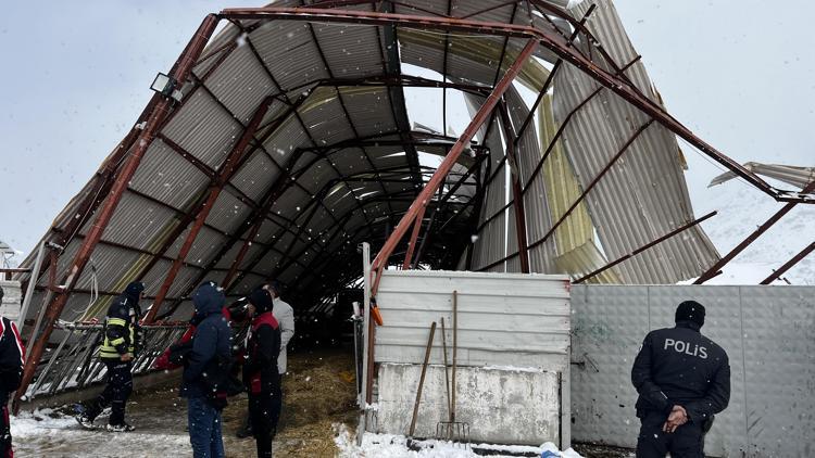 Çatıda biriken kar nedeniyle ahır çöktü, hayvanları kurtarmak için çalışma başlatıldı