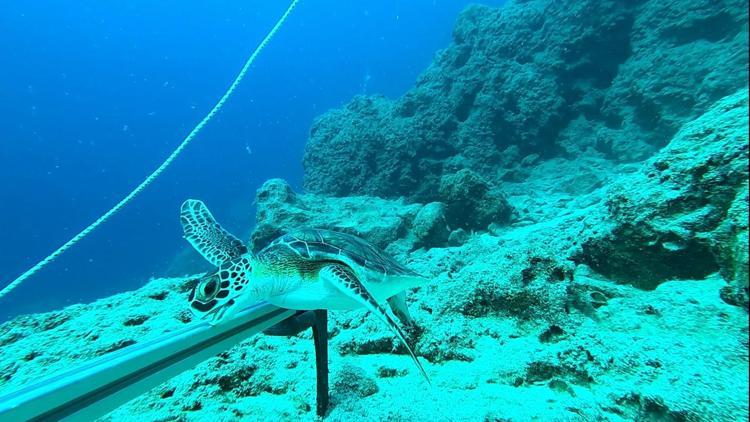 Karadeniz’de mikroplastik tehlikesinde ‘nehir’ etkisi