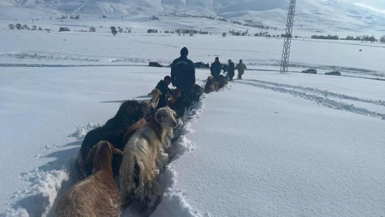 Karda kaybolan küçükbaşlar dronla bulundu; o anlar kamerada / Ek fotoğraflar