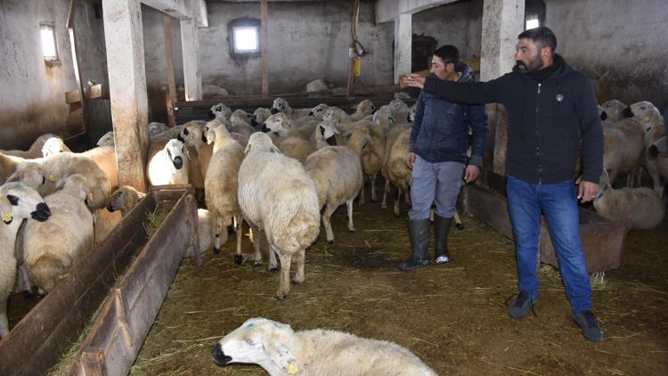 Tipide koyunları ölen sürü sahibi kardeşler: Hayvanların gözleri kapandı, ilerleyemedik