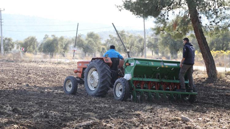 Bodrum Belediyesinde Karakılçık buğday ekimi