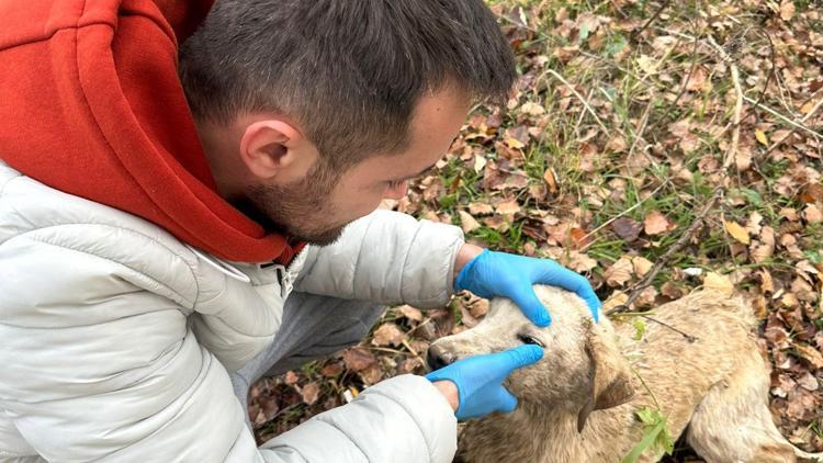 Bilecikte Sakarya Nehrine düşen köpek kurtarıldı