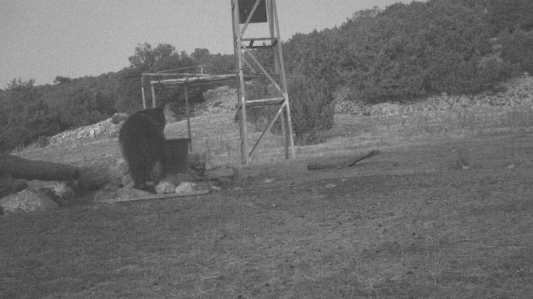 Manisada fotokapanla ilk kez boz ayı görüntülendi