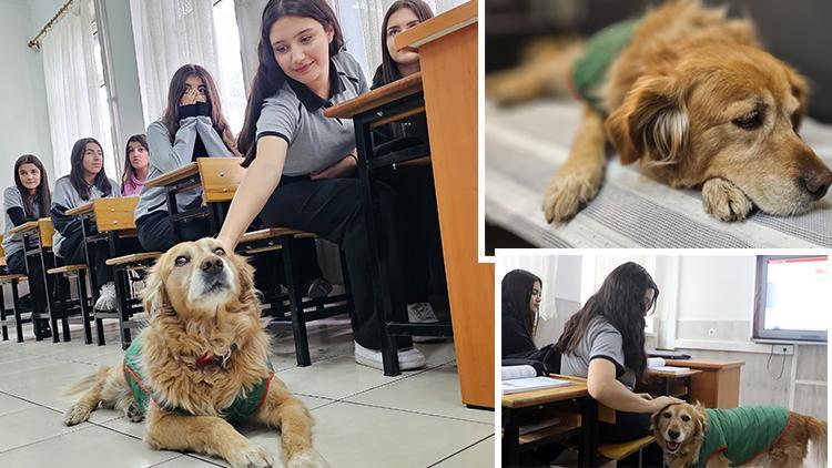 Öğrencilerin peşinden okula giren köpek, 6 yıldır derslere neşe katıyor