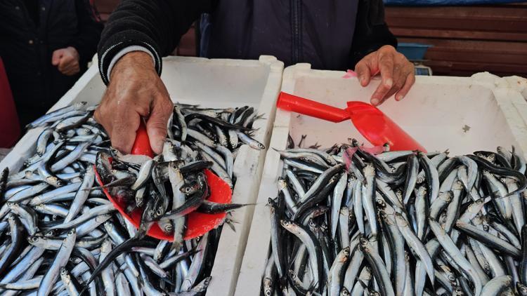 Zonguldakta, hamsi 75 liraya tezgahlarda yerini aldı