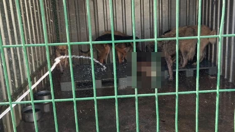 Gemlikte hayvan bakım evinde aç kalan köpekler, ölen köpeği yedi; o anlar kamerada