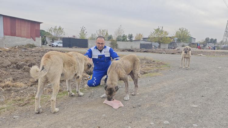 Osmaniye’de sokak hayvanlarına parazit tedavisi