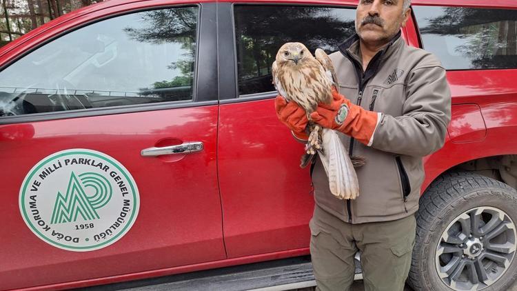 Şanlıurfa’da yaralı halde bulunan kuşlar tedavi altına alındı