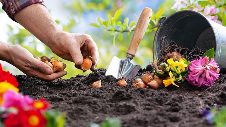 Tarım Bakanlığında ihracatı yasak ve kotaya tabi doğal çiçek soğanları açıklaması