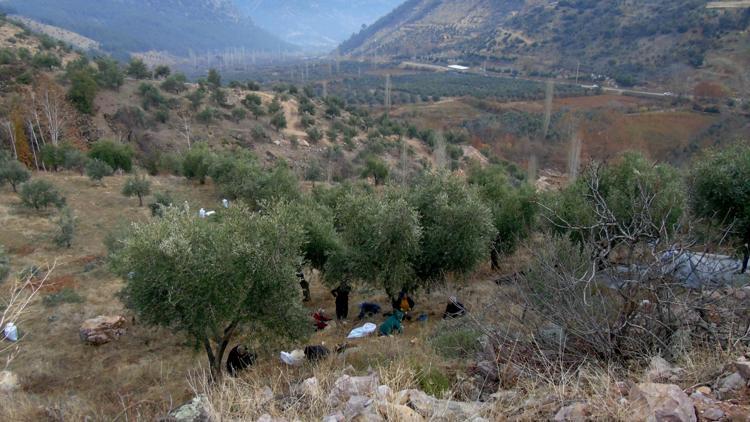 İslahiyede 20 bin dekarlık alanda zeytin hasadı yapılıyor