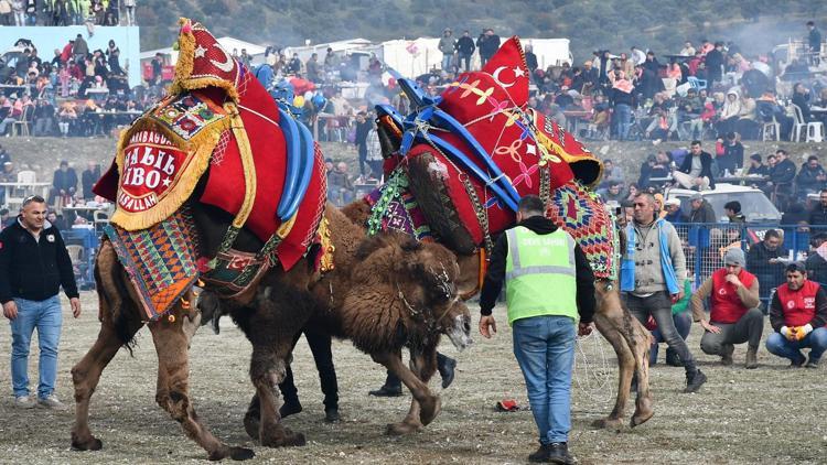 Buharkentte deve güreşi şenliği yapıldı