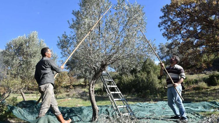 Asırlık zeytin ağaçlarında hasat