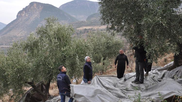 Gaziantep’te, zeytin hasadı sürüyor