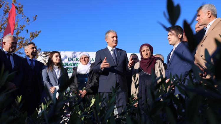 Mardin’de çiftçilere zeytin fidanı dağıtıldı