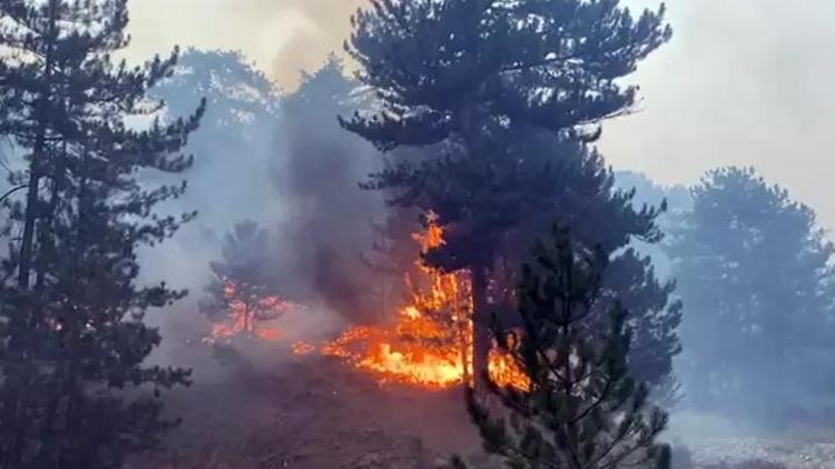 Boluda tarihinin en büyük orman yangını çıkmıştı Söndürme çalışmaları 1 ay sürdü, maliyeti ise 780 milyon lira...