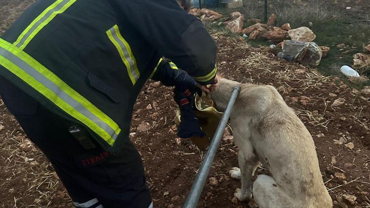 Mardinde başı tenekeye sıkışan köpeği itfaiye kurtarıldı