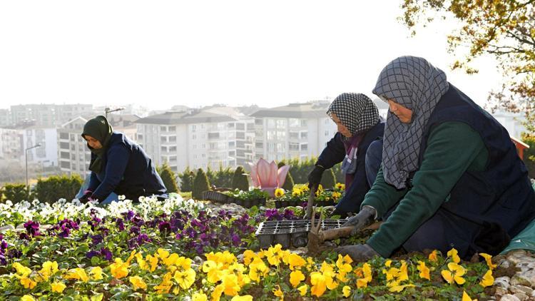 Bursada 300 bin kış çiçeği toprakla buluşuyor