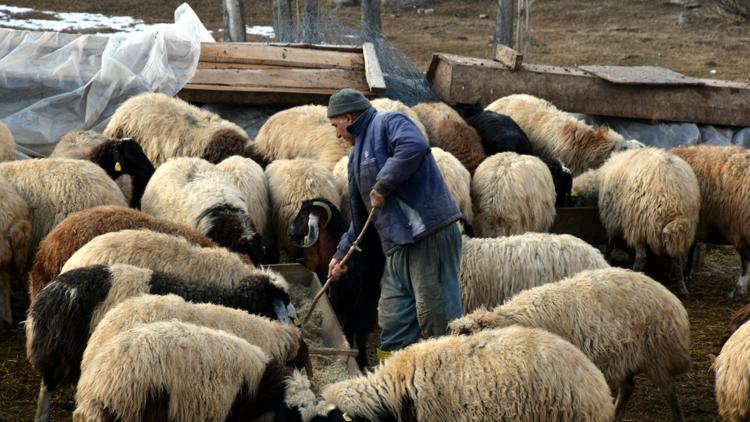 İstanbuldan köyüne döndü; devlet desteğiyle aldığı 100 koyunu 520ye çıkardı