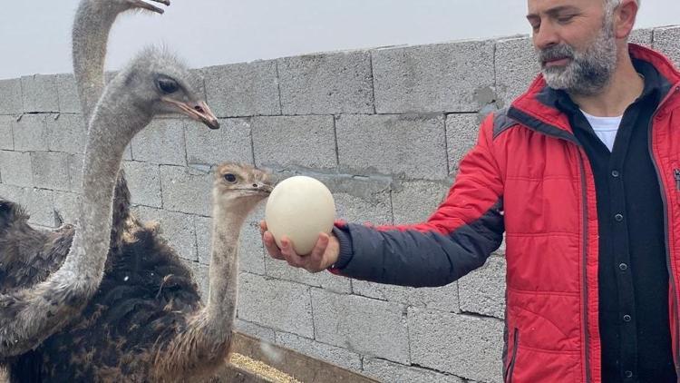 İstanbuldan göç ettiği Karsta deve kuşu yetiştirmeye başladı