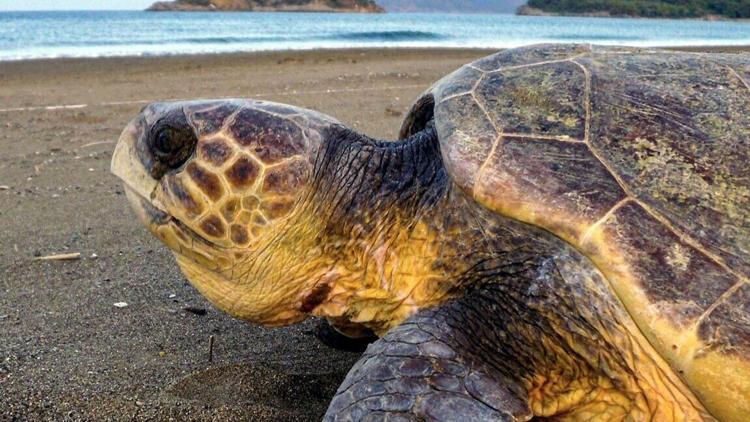 Muğlada deniz kaplumbağalarını besleyen teknedeki ziyaretçilerin cezası kaptana kesilecek