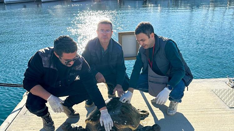 Muğla’da yaralı caretta caretta, tedaviye alındı