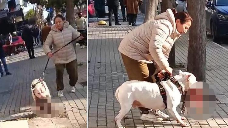 Avcılarda pitbull cinsi köpek sokak kedisini öldürmüştü Sahibi gözaltına alındı